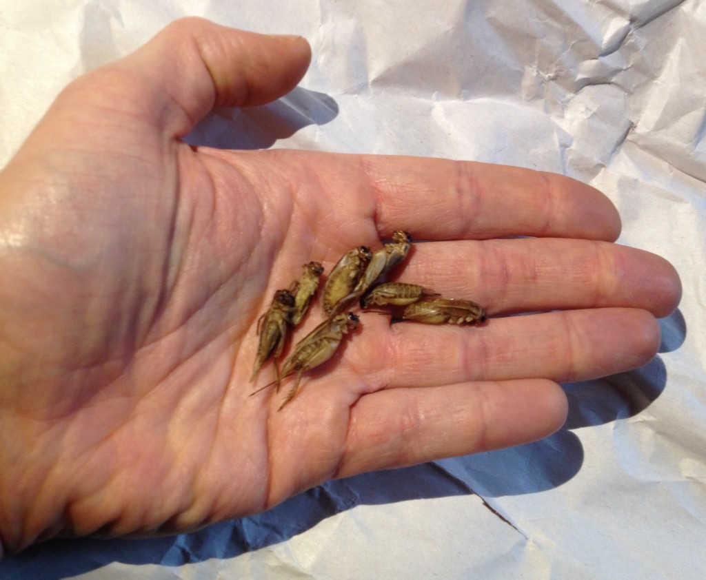 crickets-entomophagy-micronutris