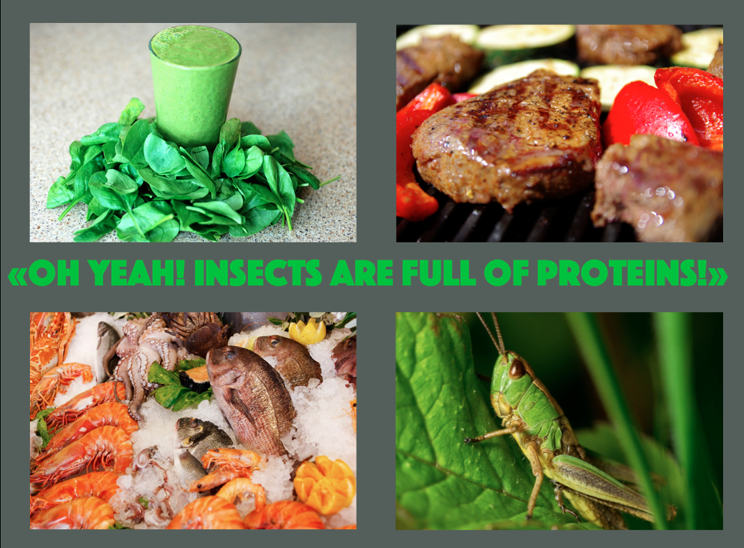 insects proteins entomophagy