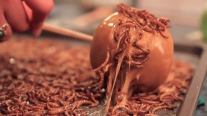 mealworm apple entomophagy edible insects