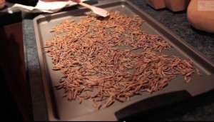 mealworm apple entomophagy edible insects