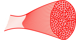 proteins muscle fibre