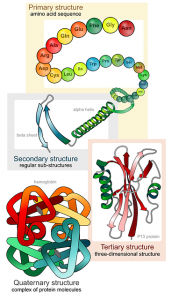 proteines acides aminés