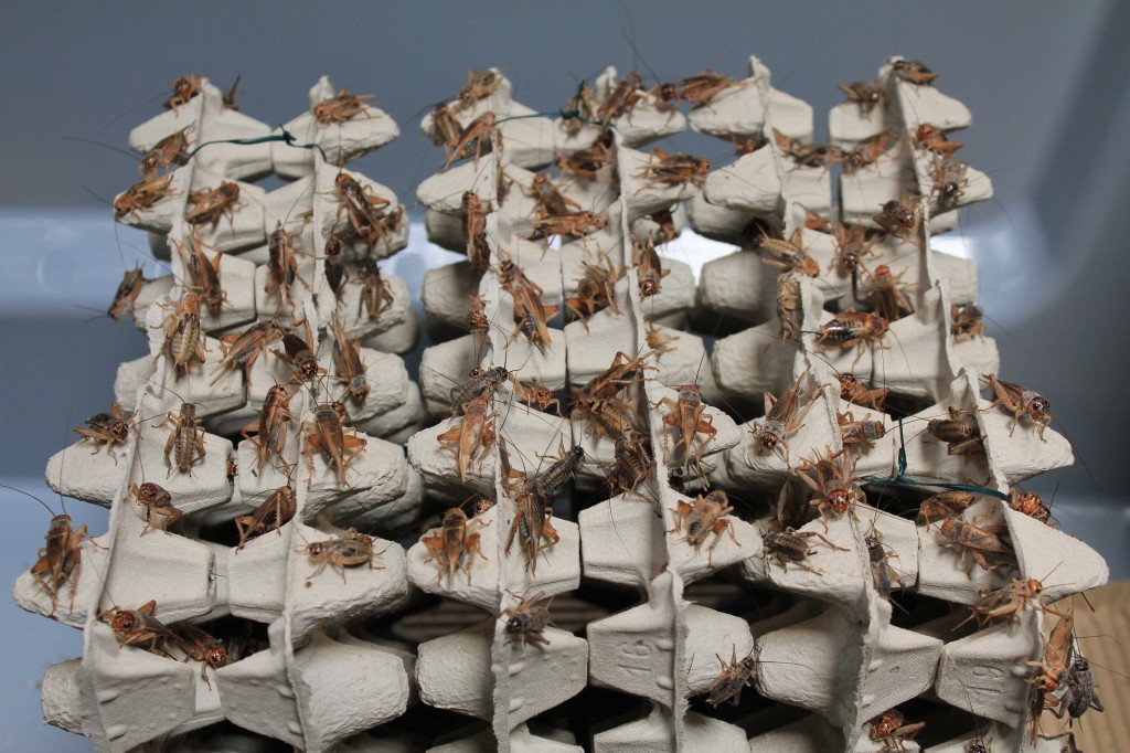 micronutris cricket entomophagy grillon