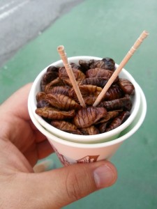 vers à soie entomophagie insectes