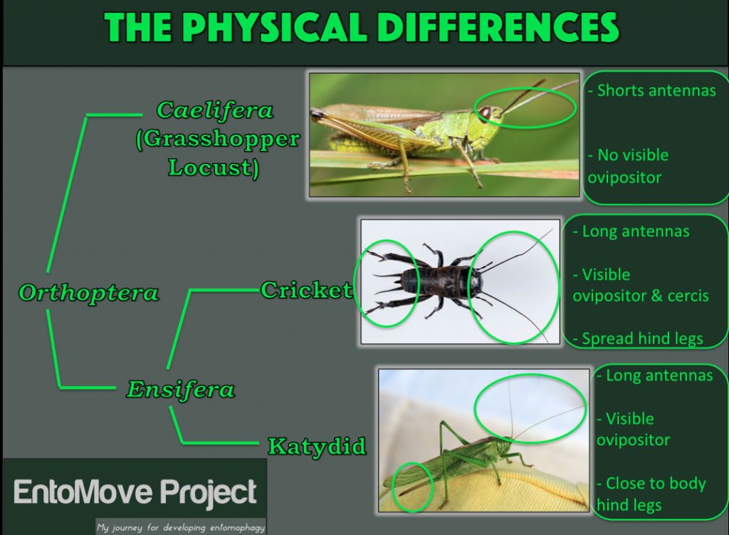 Physical-differences-cricket-grasshopper