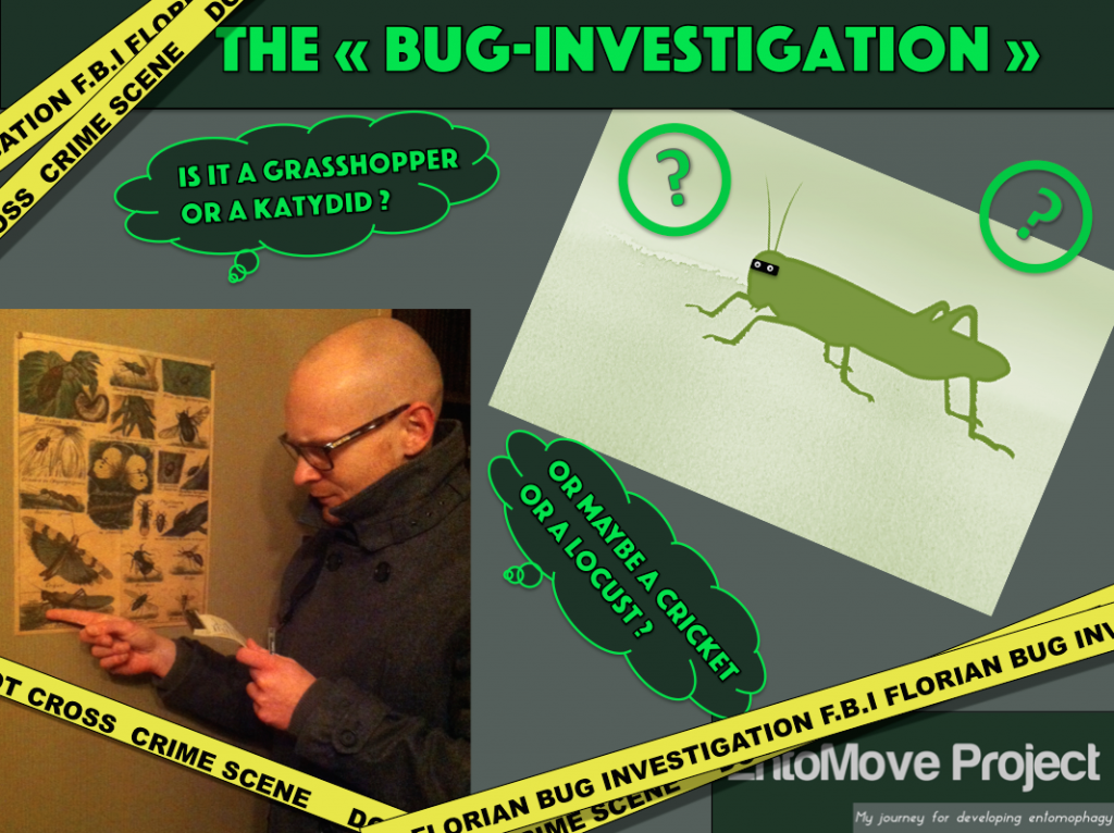 bug-investigation-cover-cricket