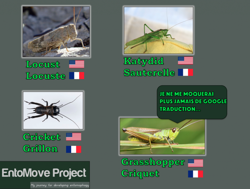 criquet grillon entomophagie papier différences