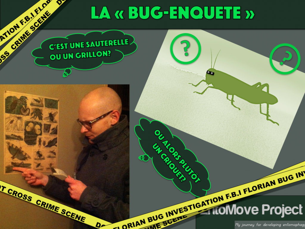 criquet grillon entomophagie