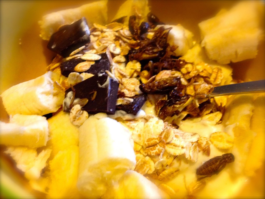 insect snack bug entomophagy crickets