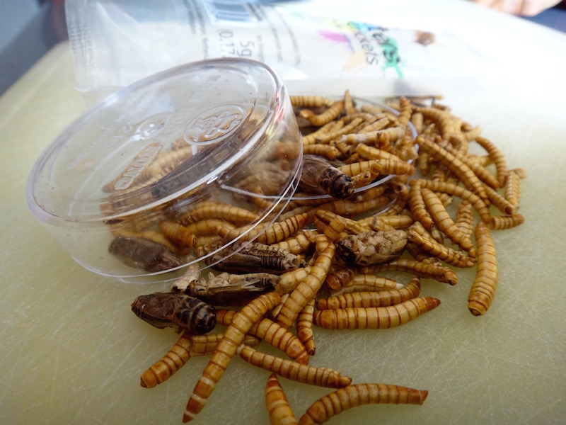 crunchy critters cricket mealworms entomove entomoveproject edible insects entomophagy review