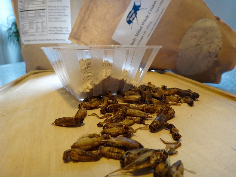 all things bugs entomoveproject cover entomophagy cricket flour paleo edibe insects recipe
