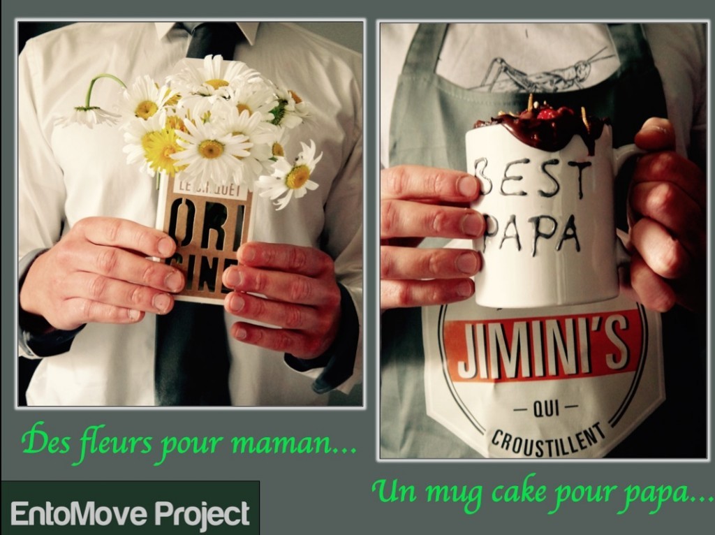 jiminis recette molitor entomove entomove project insectes comestibles chocolat dessert