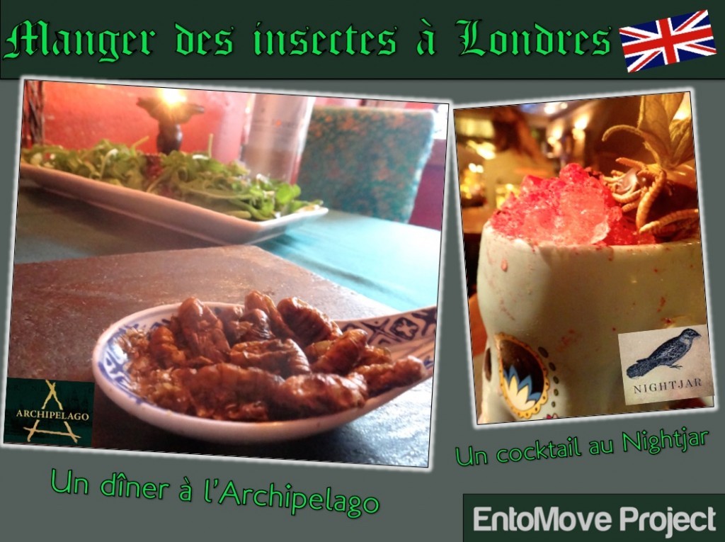 manger des insectes archipelago nightjar londres restaurant insectes comestibles entomophagie grillon ver de farine criquet