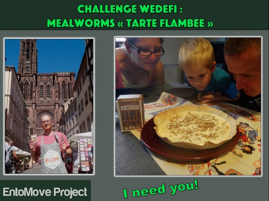 wedefi jiminis strasbourg tarte flambée edible insects mealworms cooking