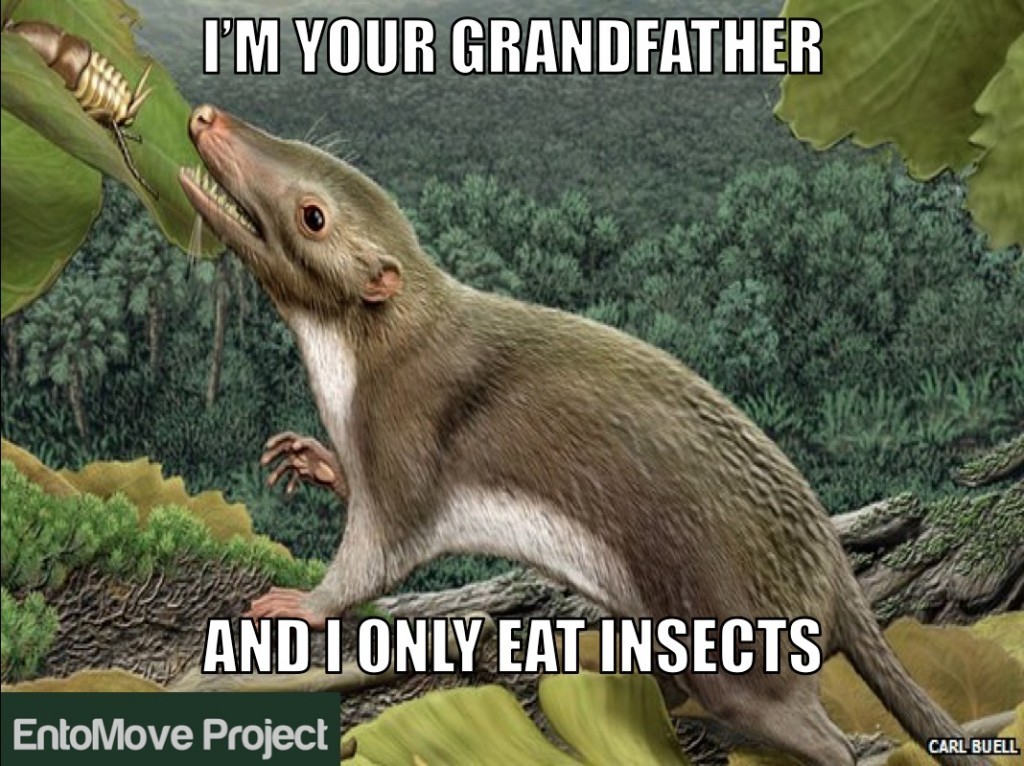 first mammal fun entomophagy paleo