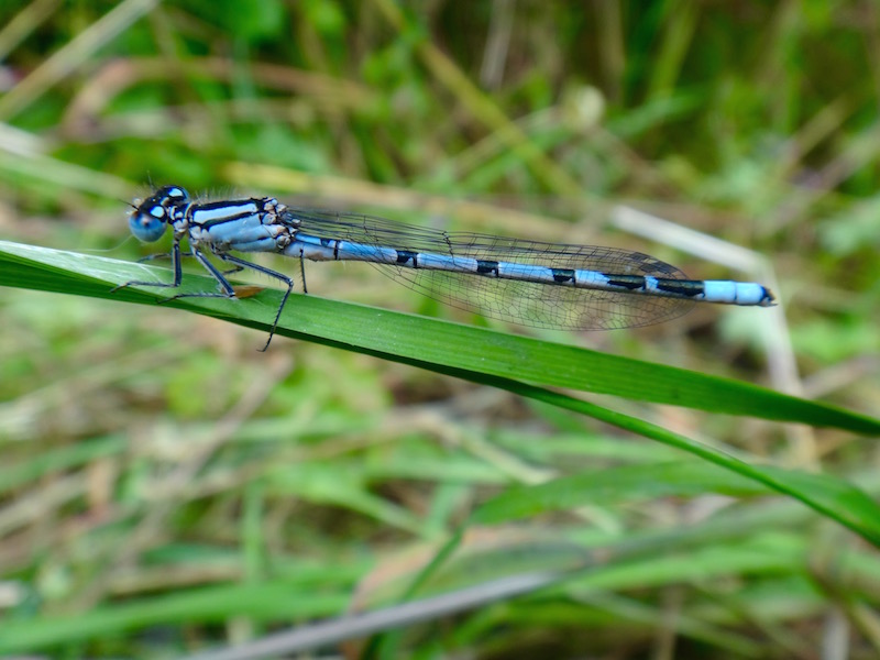 En apprendre sur les insectes comestibles : Mes trucs pour améliorer ses  connaissances - EntoMove Project