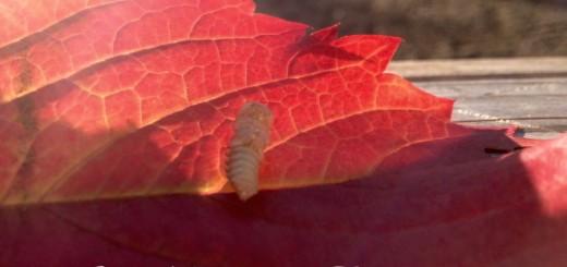 entomophagie insectes comestibles strasbourg