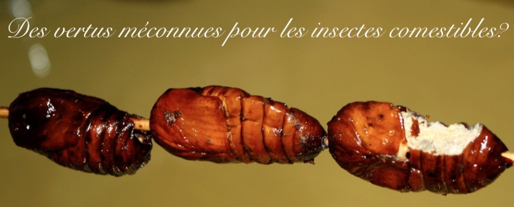 Insectes comestibles : tout ce qu'il faut savoir sur leur