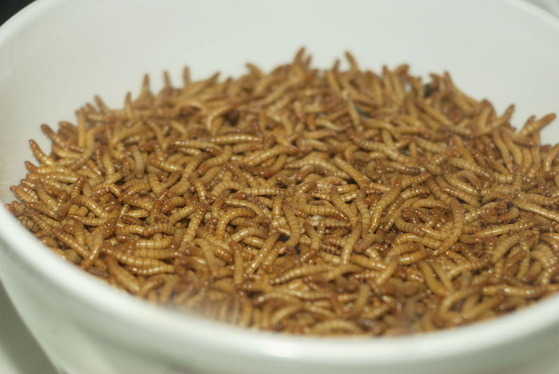 mealworm entomophagy brain edible insects