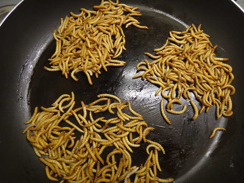 mealworms edible insects entomophagy cooking