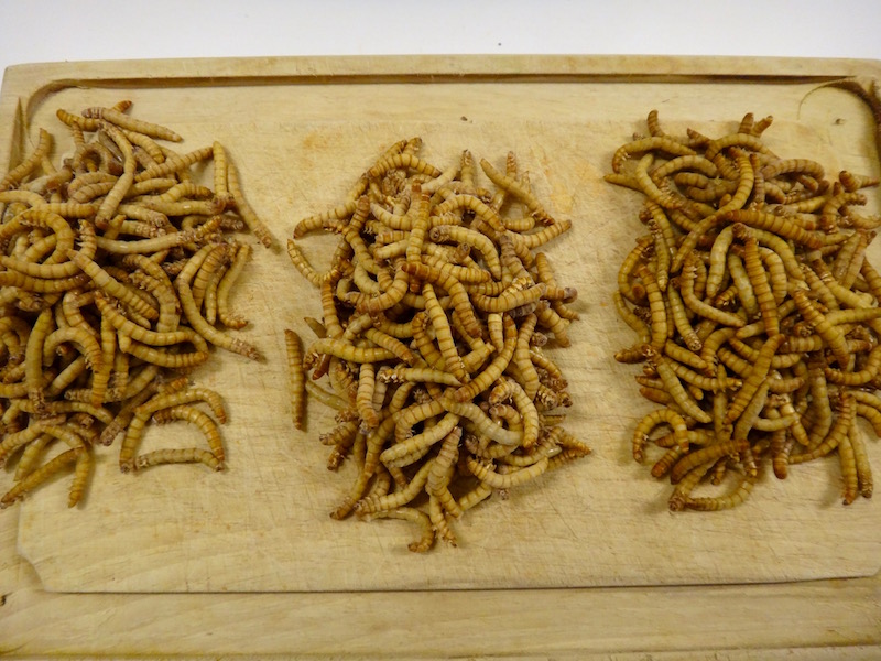 mealworms edible insects entomophagy cooking