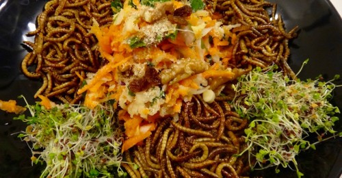 vers de farine cuisine insectes comestibles entomophagie 1