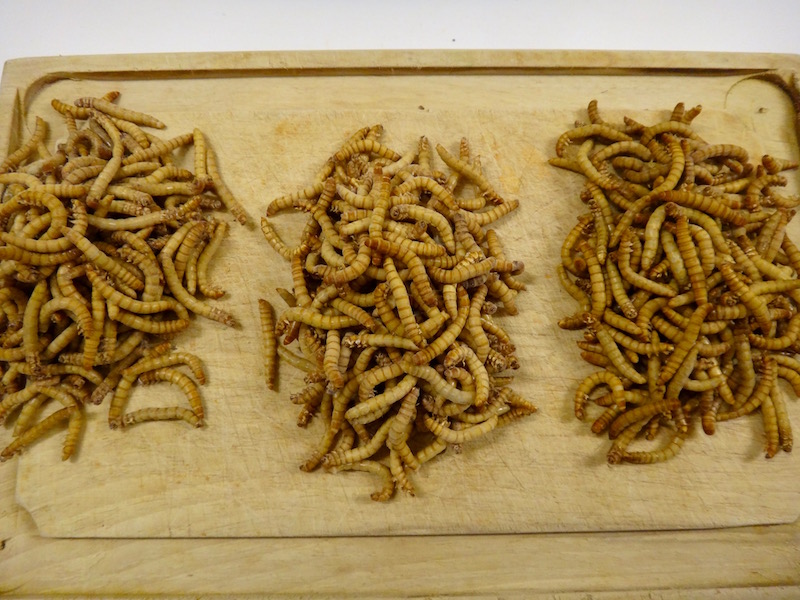 vers de farine cuisine insectes comestibles entomophagie 1