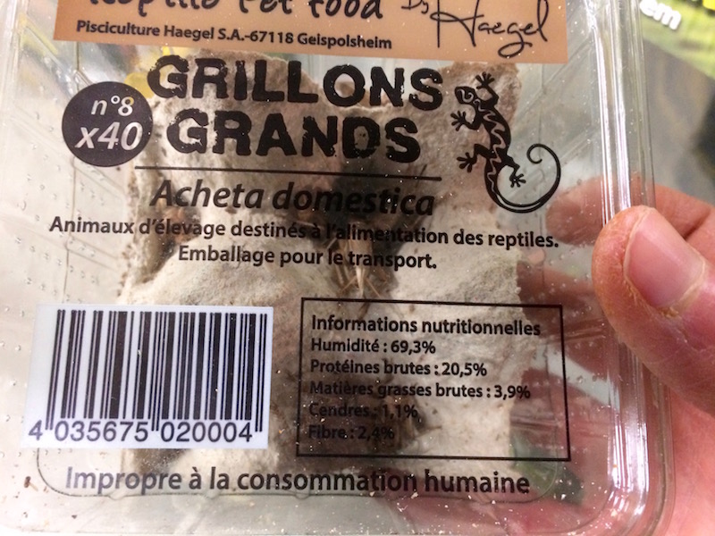 Grillons insectes comestibles précautions