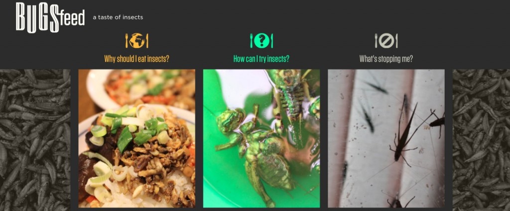 edible insects entomophagy bugsfeed