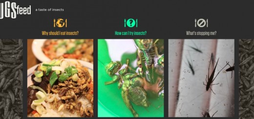 edible insects entomophagy bugsfeed