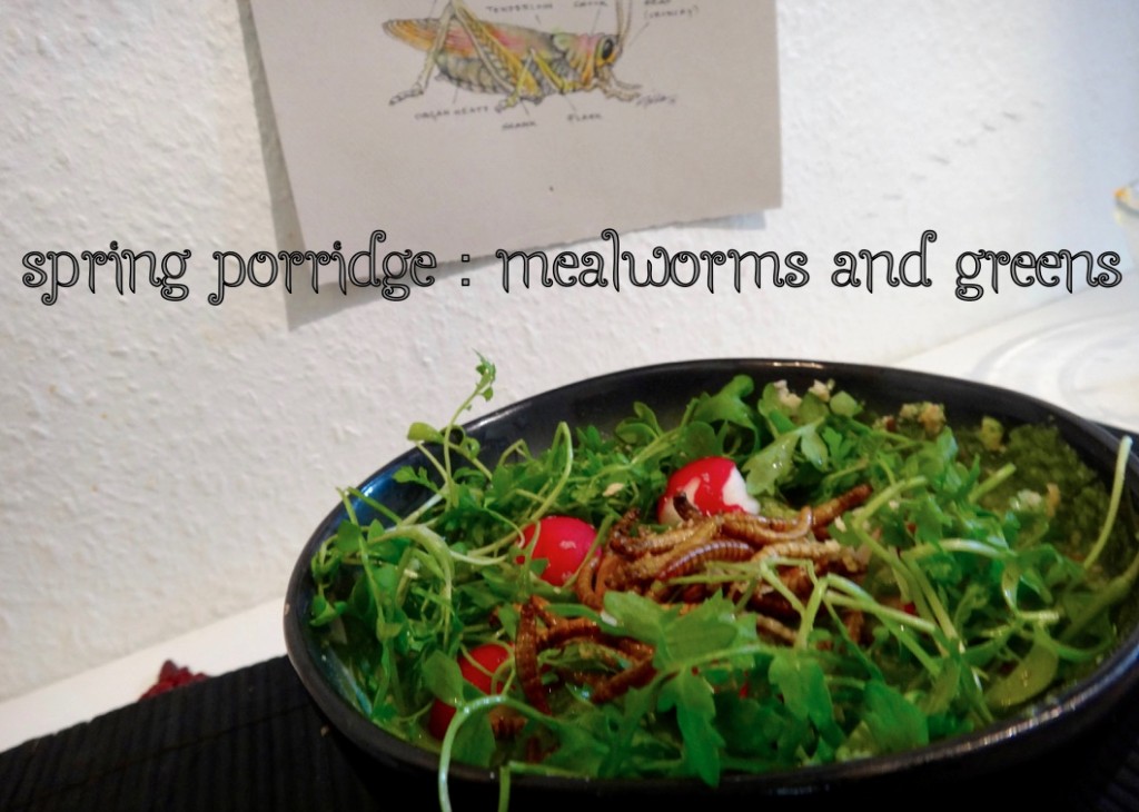 mealworms spring porridge super food cover - 1