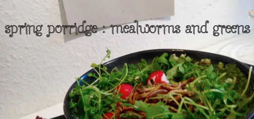 mealworms spring porridge super food cover - 1