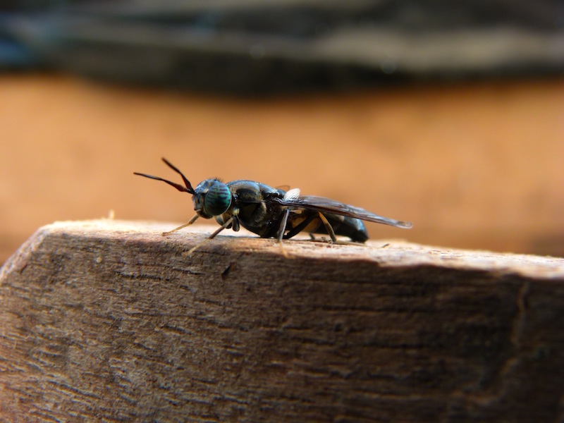 insects black soldier fly adult feed