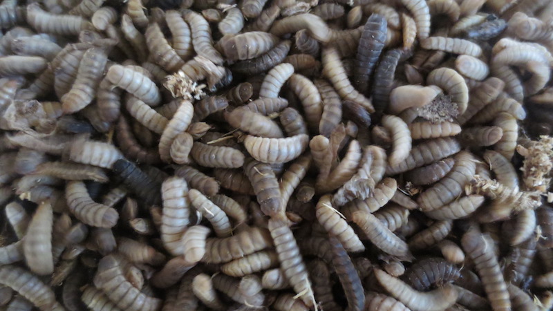 insects larvae black soldier fly feed