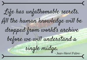 jean-henri-fabre-quote-learning-knowledge