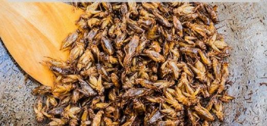 Crickets taste killing processing entomophagy cricket powder