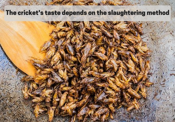 Crickets taste killing processing entomophagy cricket powder