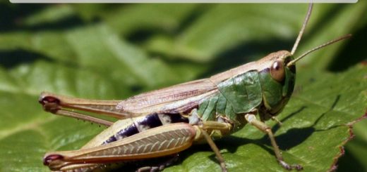 Grasshoppers omega 3