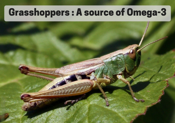 Edible Grasshoppers omega 3