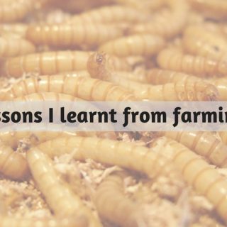 Farming insects lessons learning