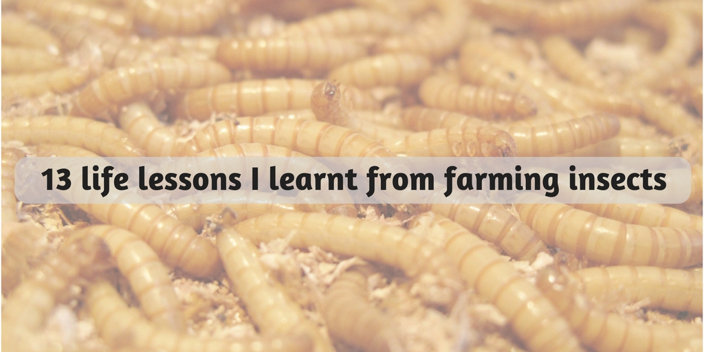 Farming insects lessons learning