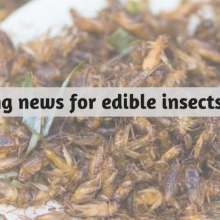 entomophagy edible insects 2018 news