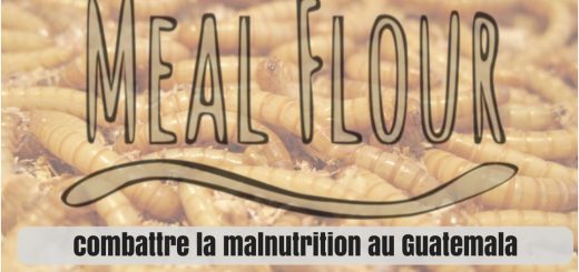 élevage d'insectes malnutrition mealflour