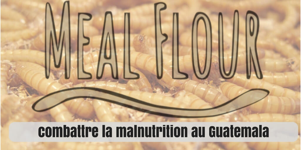 élevage d'insectes malnutrition mealflour