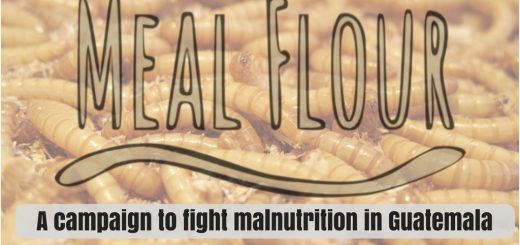 insect farming mealworm farming entomophagy