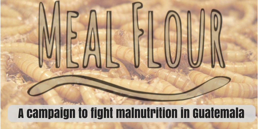 insect farming mealworm farming entomophagy