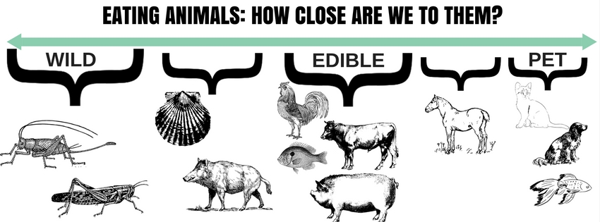 eating animals food entomophagy crickets edible insects blog