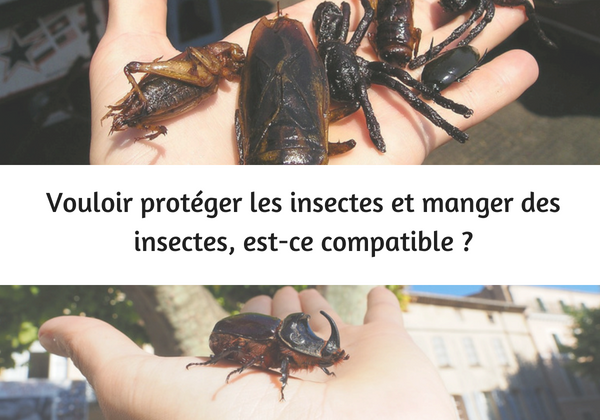 manger des insectes protéger insectes