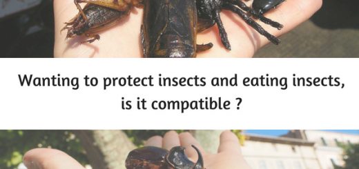 protect insects eating insects