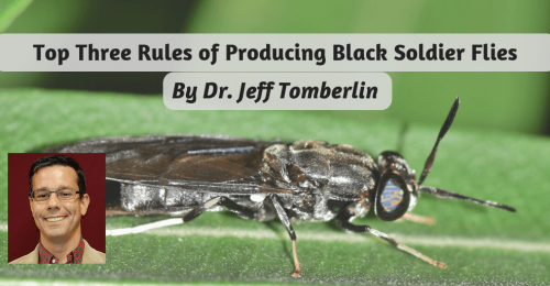 Top three rules for farming black soldier flies